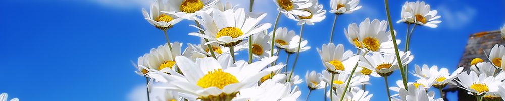 WallpapersAd-11 (14)